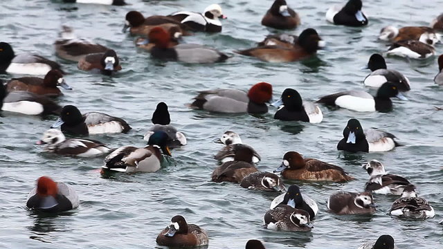 Huge number of winter Ducks in a feeding frenzy
