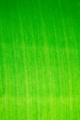 The beauty of a banana leaf Once in the sun