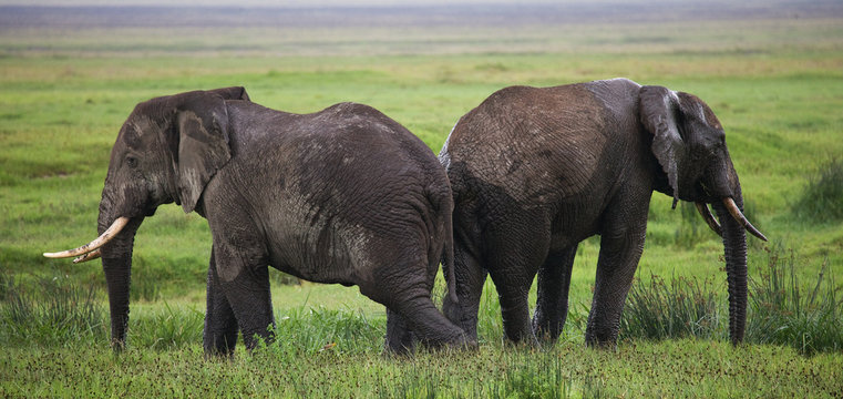 Two elephants in Savannah. Africa. Kenya. Tanzania. Serengeti. Maasai Mara. An excellent illustration.