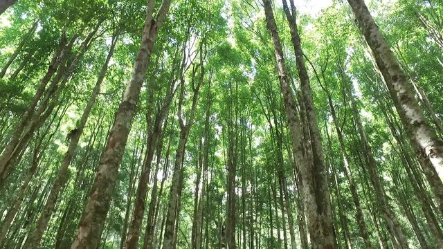 beautiful green forrest