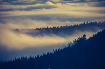 Fototapeta premium Carpathian mountains. Trees in the clouds, seen from Wysoka mountain in Pieniny, Poland
