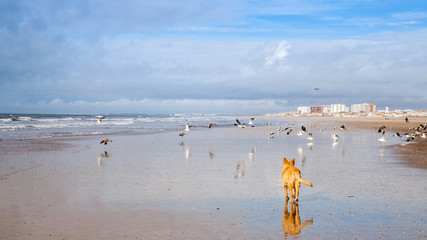 Hund auf Möwenjagd am Strand Punta Umbria Im Winter