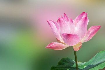 Obraz premium Lotus flower and Lotus flower plants