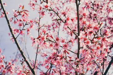 Wild himalayan cherry flower with filter effect retro vintage st