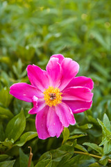 flower fades peony in the garden