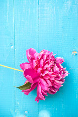 peony flowers on blue wooden background