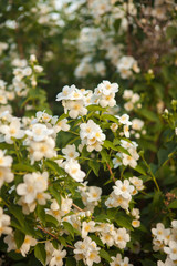 blooming jasmine bush