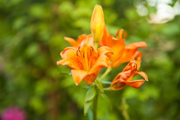 Fototapeta na wymiar flowering bush tiger lily in the garden