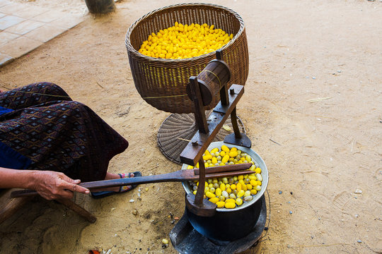 Yellow silkworm cocoon shell through the Silk Route, the brewing