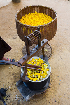 Yellow silkworm cocoon shell through the Silk Route, the brewing
