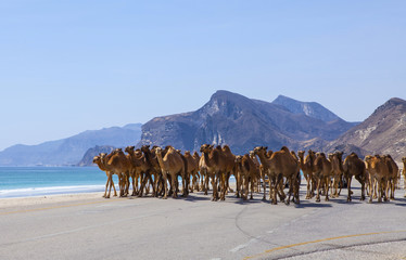 Chameaux traversant la route près de Salalah, Oman.