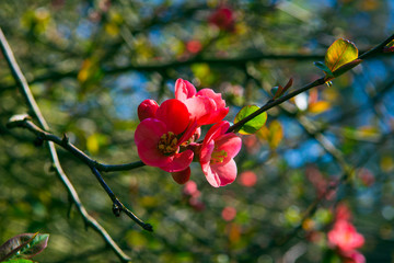 Erste Blüten in Schlosspark