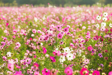 Obraz premium Cosmos Daisy under sunlight