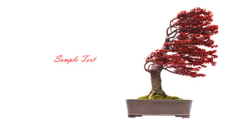 Bonsai pine tree against a white wall