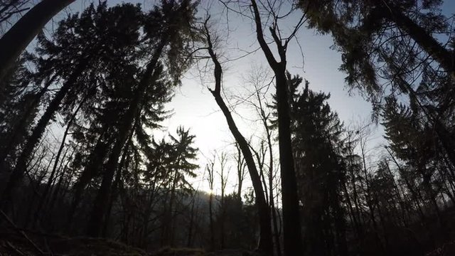 Time lapse sun setting in the forest