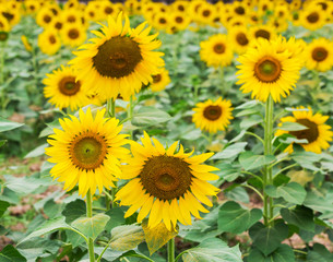 Blooming field of a sunflowers