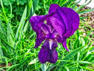 Iris In The Grass