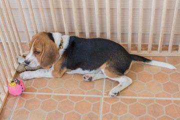 Punish naughty puppy By imprisoned in a cage