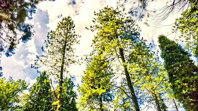 Nature timelapse with cloudy sky and trees crowns. HD, 720p,1280x720