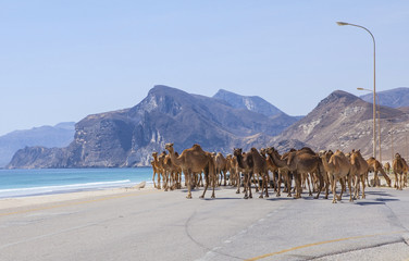 Camels on the road near Al Mughsayl.