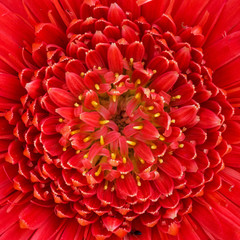 Closeup Red flower gerbera