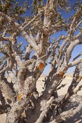 Frankincense tree in Wadi Dawkah Frankincence Nature Resort. Dhofar mountain, Oman