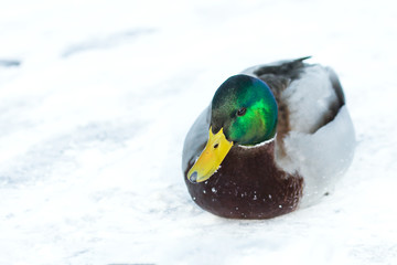 Mallard male duck in the snow