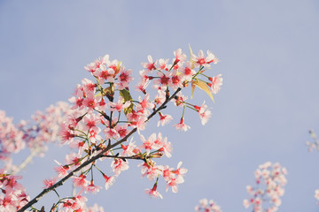 Wild himalayan cherry flower with filter effect retro vintage st