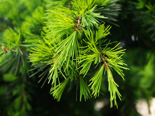 Cedrus Deodara (Deodar Cedar, Himalayan Cedar)