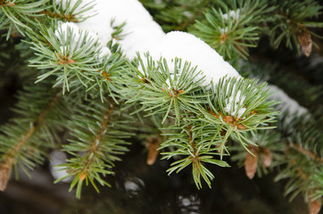 Fir branch in snow
