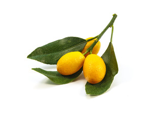 Kumquat branches on a white background