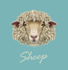Farm Sheep Portrait. 
