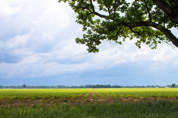 Storm clouds approaching over farmland