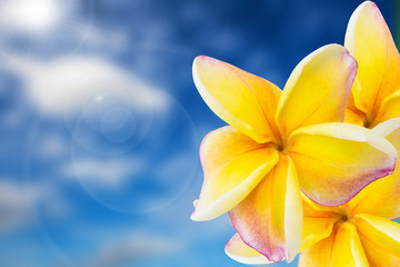 pink plumeria with sky background