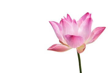 Fototapeta na wymiar Beautiful lotus(Single lotus flower isolated on white background