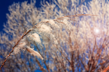 Beautiful winter background