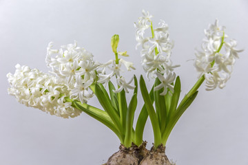 Close up view of white hyacinths