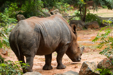 Naklejka premium Zbliżenie twarzy, rogu i oka zagrożonego nosorożca białego.