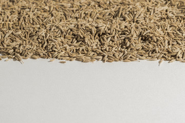 Cumin, a spice used all over the world.Caraway