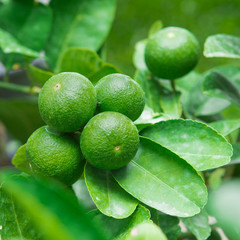 Green lemons hanging on tree