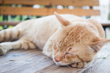 Yellow Domestic Cat