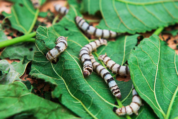 Close up Silkworm eating mulberry green leaf