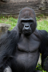 Obraz premium portrait of a grimly gorilla