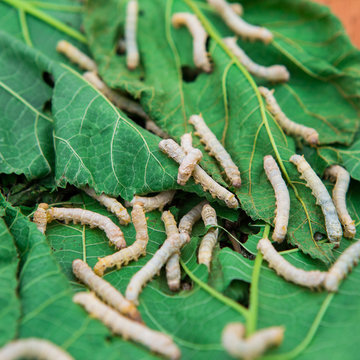 Close up Silkworm eating mulberry green leaf