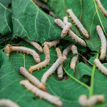 Close up Silkworm eating mulberry green leaf