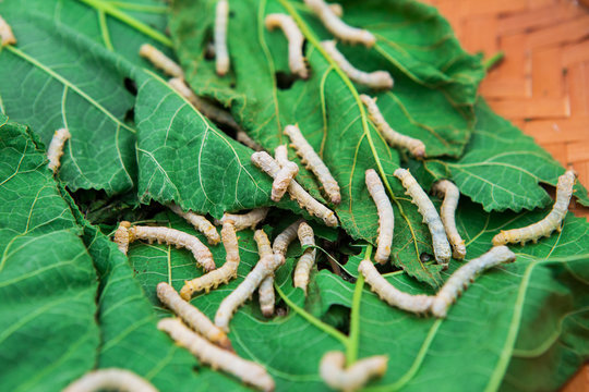 Close up Silkworm eating mulberry green leaf