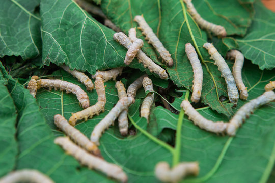 Close up Silkworm eating mulberry green leaf