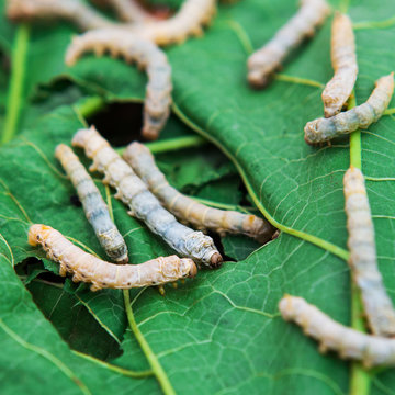 Close up Silkworm eating mulberry green leaf