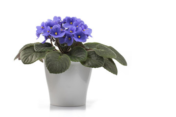Purple African Violet isolated on white background
