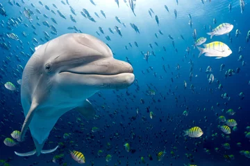 Foto op Plexiglas dolfijn onderwater op blauwe oceaanachtergrond © Andrea Izzotti
